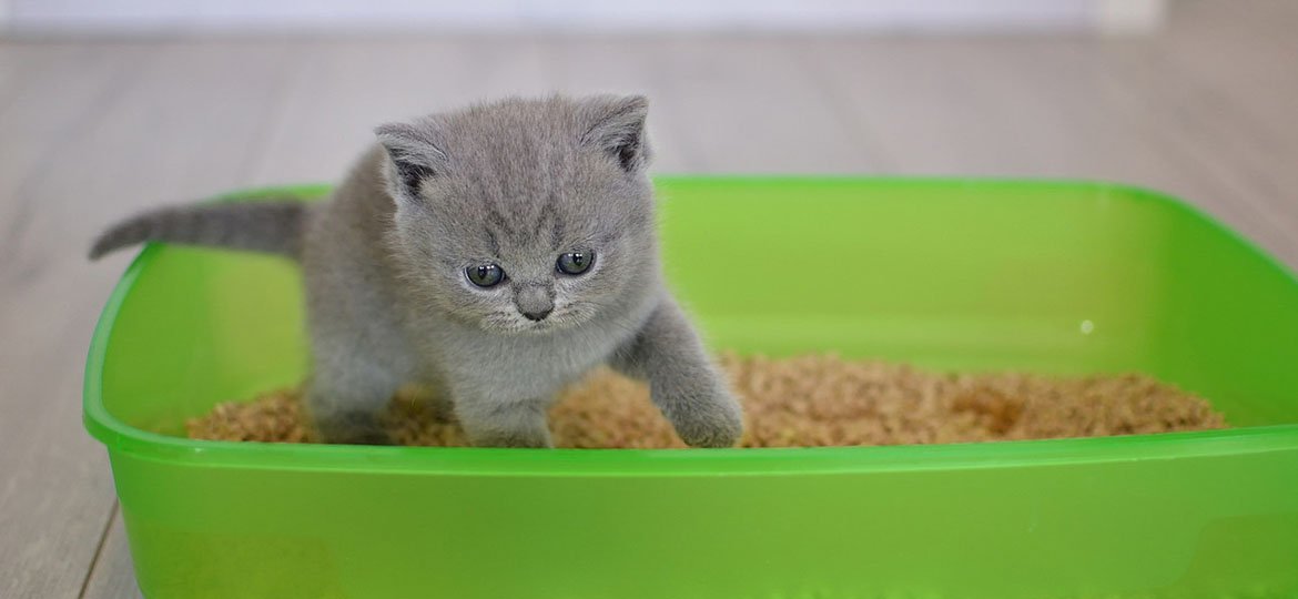 Quelle Litiere Choisir Pour Son Chat Catissimo